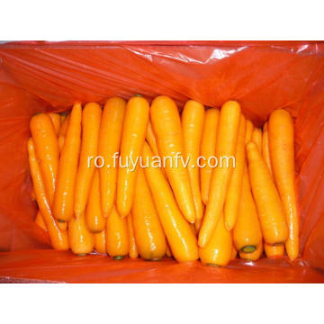 De înaltă calitate de recoltă nouă morcov proaspăt roșu